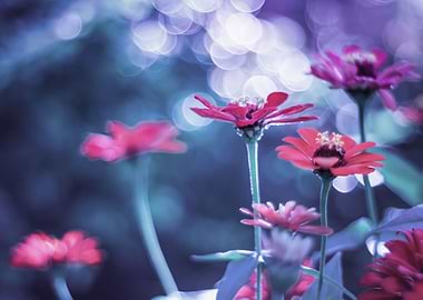 Pink zinnia, garden, macro