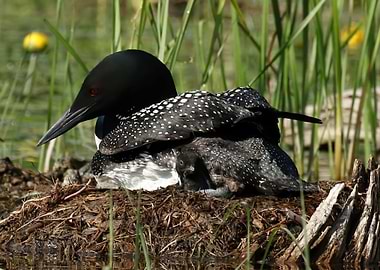Mom and baby loon