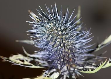 Wild flower blossom macro