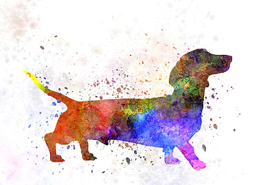 Short Haired Dachshund