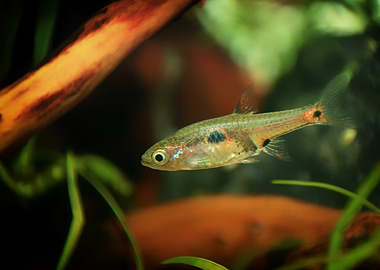 Rasbora aquarium fish