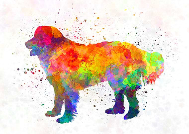 Slovakian Chuvach dog