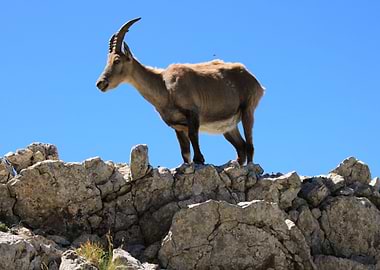 Ibex Bouquetin