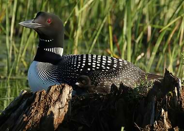 Proud mother loon