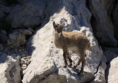 Ibex Bouquetin