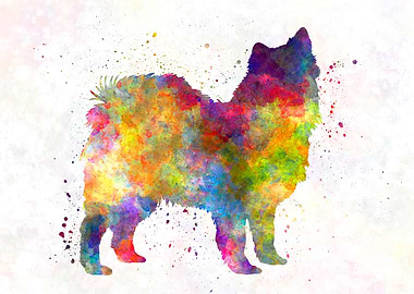 Swedish Lapphund dog