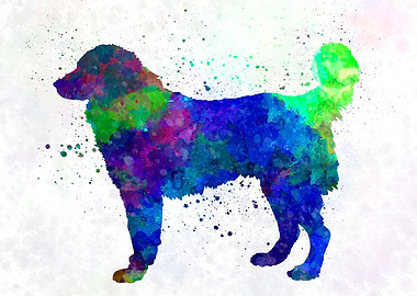 Southeastern European dog