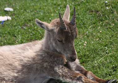 Ibex Bouquetin