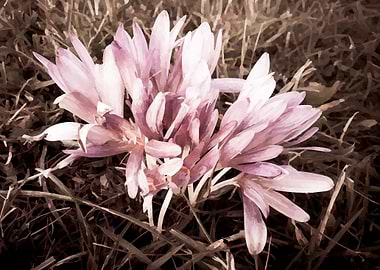 Vintage purple Crocus