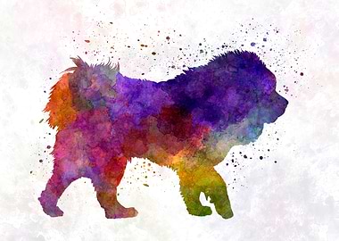 Tibetan Mastiff dog
