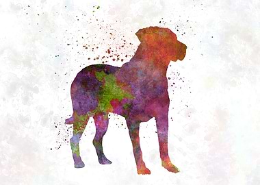 Uruguayan Cimarron dog