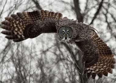 Great gray to the rescue