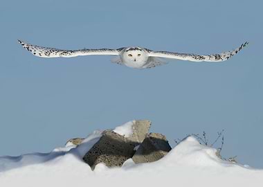 Arrival of the goddess