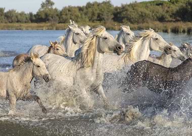 White Horses in Water