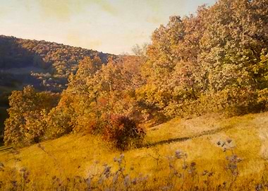 Forest October magic