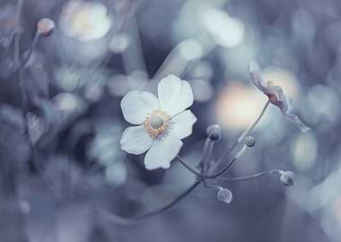 White anemone,macro flower