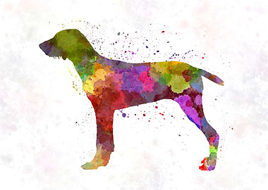 Wirehaired Slovakian dog