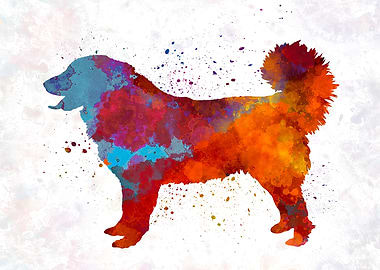 Yugoslavian Shepherd Dog