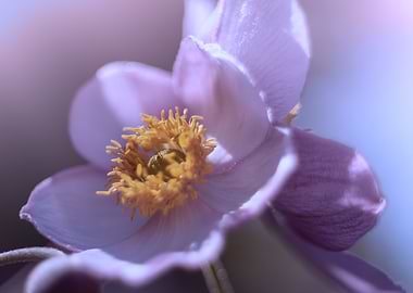 Pink anemone, garden,macro