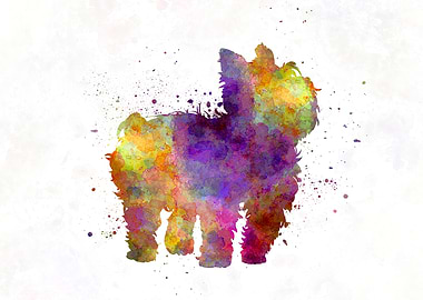 Yorkshire Terrier