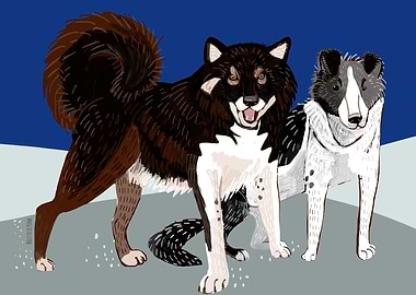 Sahalin Husky Dogs