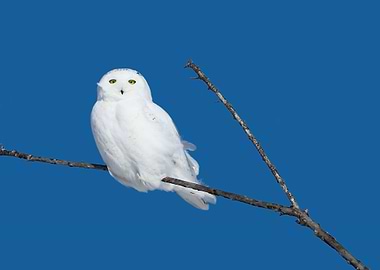 Male snowy owl