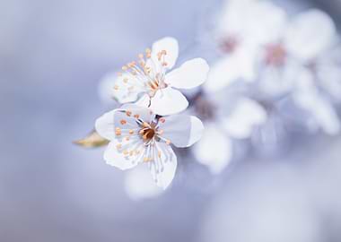 Cherry blossom, trees