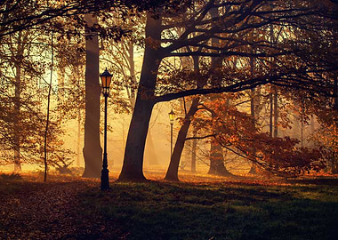 Autumn sunlight, park,tree