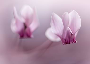 Pink cyclamens, macro