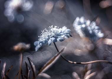 Blue flowers, macro,garden
