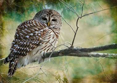 Mystical barred owl