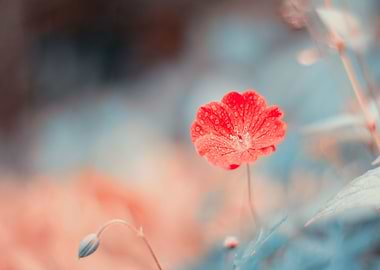 Red flowers, garden, macro