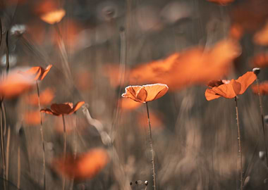 Red field poppy in meadow
