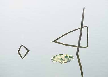 Beautiful remnants of lotu