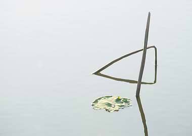 Beautiful remnants of lotu