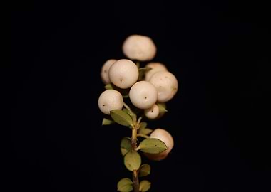 Symphoricarpos fruit macro