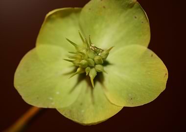 Helleborus flower close up