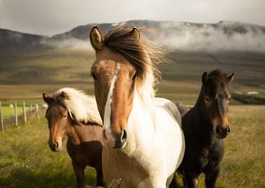 Horses