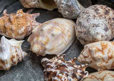 old shell for collection