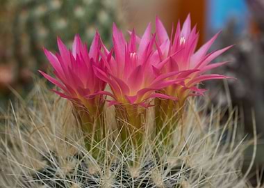 succulent plant in bloom i