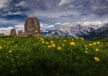 alpine flowers