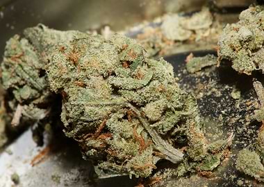 Cannabis sativa close up