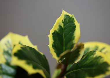 Ilex aquifolium close up