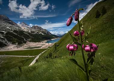 alpine flowers