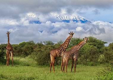 Giraffes, Africa, Kenya