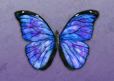 Morpho menelaus