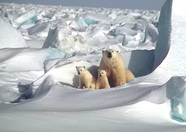 Polar Bear Family