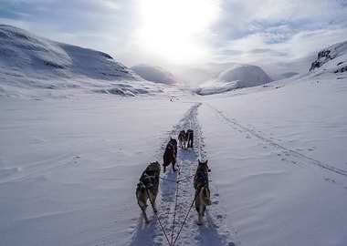 Dog sleigh trail