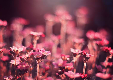 Spring pink flowers,macro