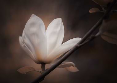 White magnolia flower